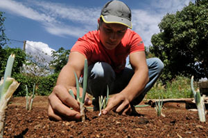 Agora é lei: Rio deverá ter áreas livres de agrotóxico até 2030