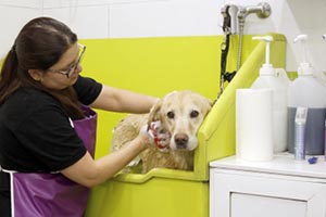 Agora é Lei: hotéis para animais e pet shops devem instalar câmeras de monitoramento