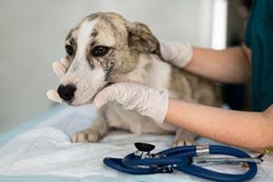 Agora é lei: Veterinário deverá notificar casos confirmados de leishmaniose em animais domésticos