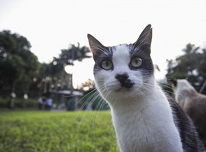 Animais sem tutor, que vivem em áreas comuns, deverão ser registrados